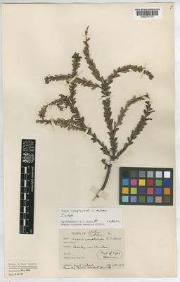 Kew Gardens K000791757:  Andrews, C. [s.n.] Australia