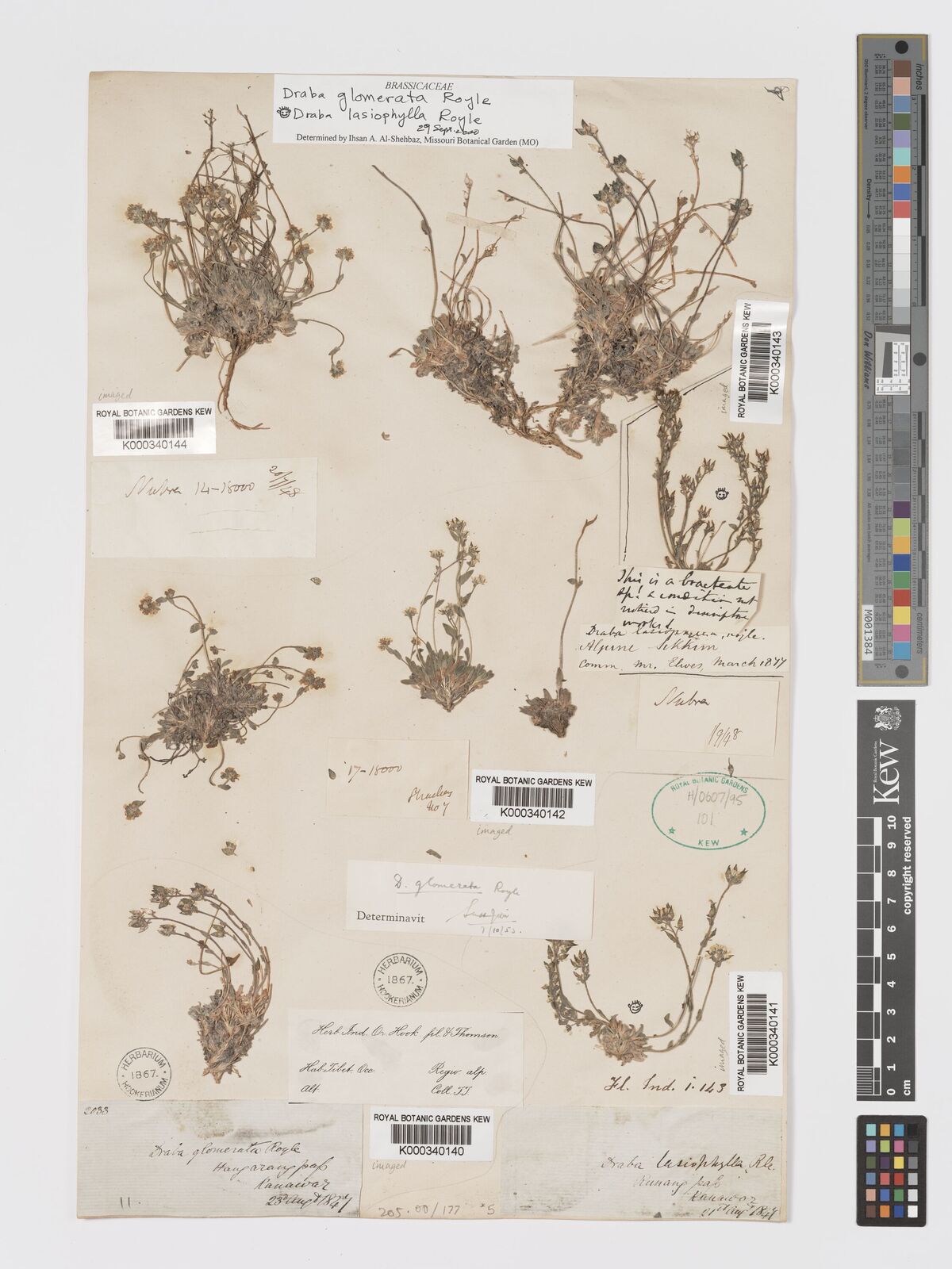 Draba lasiophylla