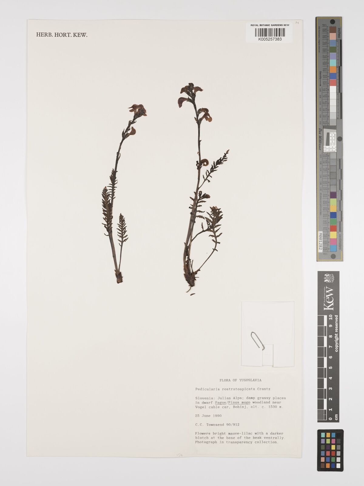 Pedicularis rostratospicata