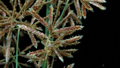 Cyperus rotundus L. | Plants of the World Online | Kew Science