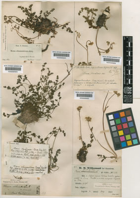 Kew Gardens K000695924:  Webb, P.B. [s.n.] Spain