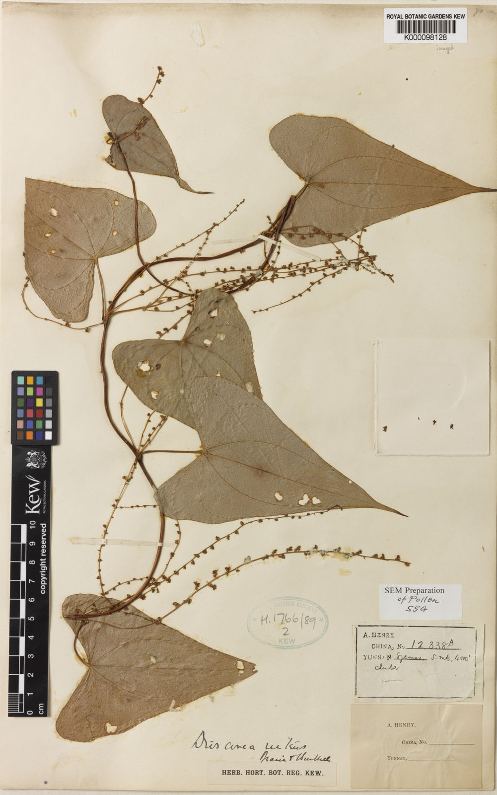 Dioscorea nitens Prain & Burkill | Plants of the World Online | Kew Science