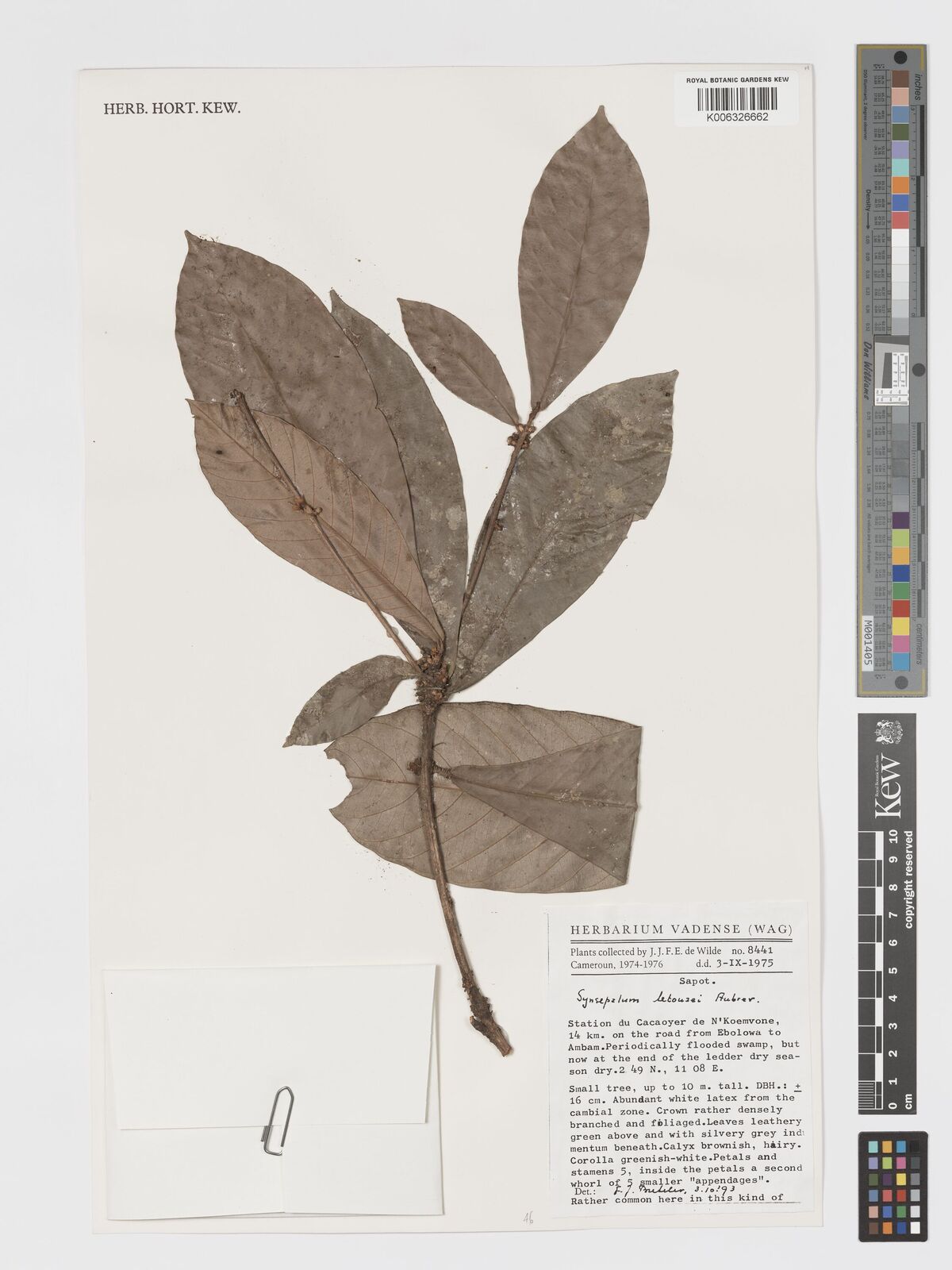 Synsepalum letouzeyi