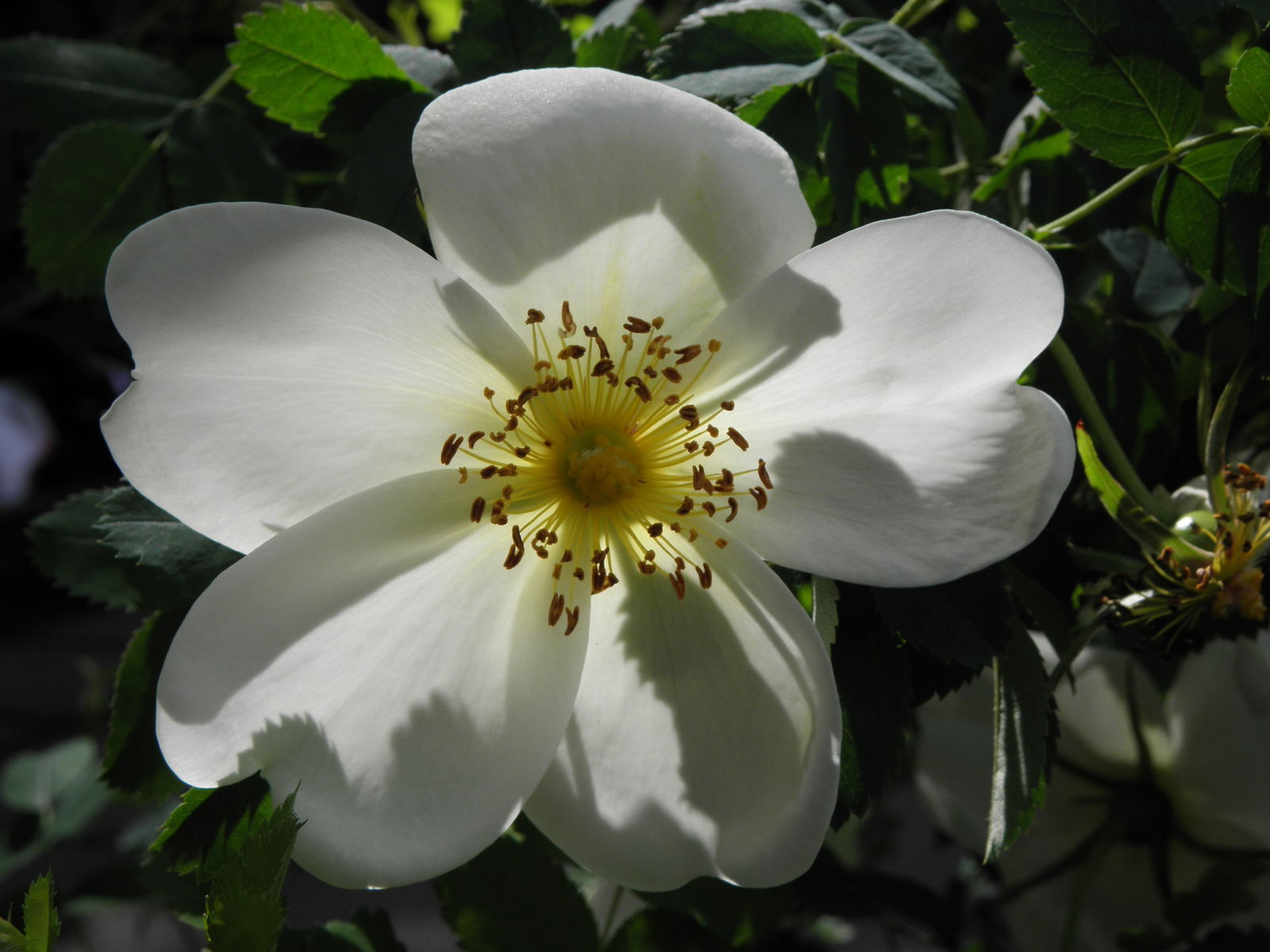 Rosa spinosissima