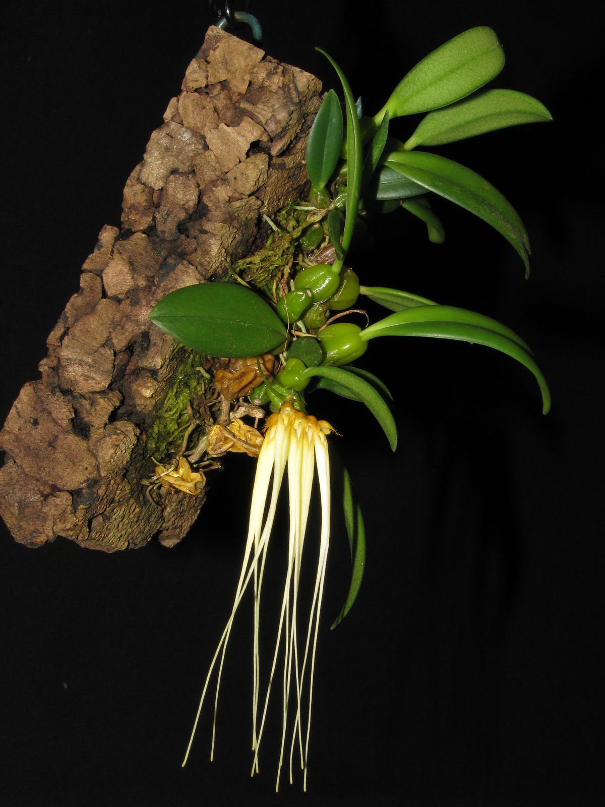 Bulbophyllum pecten-veneris (Gagnep.) Seidenf. | Plants of the World ...