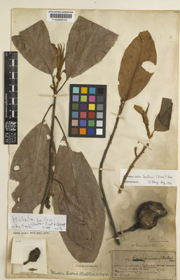 Kew Gardens K000681514:  s.coll. [750] Cambodia