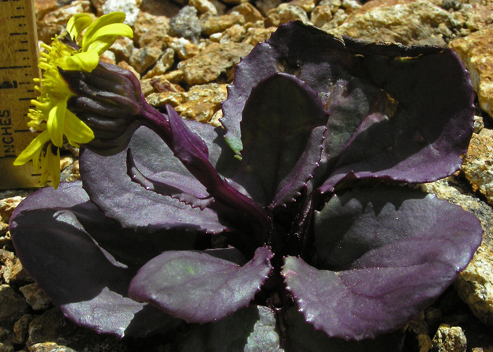 Senecio soldanella A.Gray | Plants of the World Online | Kew Science