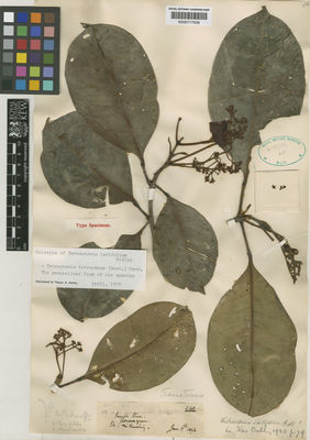 Kew Gardens K000717539:  Haviland, G.D. [2140] Malaysia