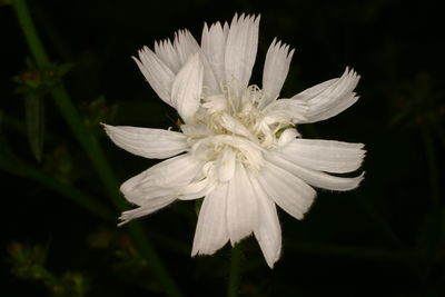 Cichorium Intybus Subsp. Intybus | Plants Of The World Online | Kew Science