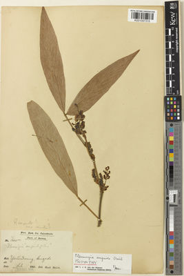 Kew Gardens K001097315:  Mokim, S. [1345] Burma