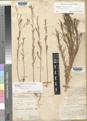 Kew Gardens K000247241:  s.coll. [s.n] Ukraine