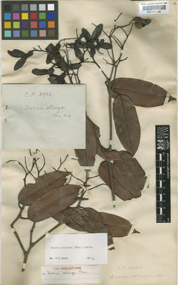 Kew Gardens K000587365:  s.coll. [s.n.] Sri Lanka