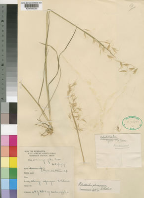 Kew Gardens K000345090:  Hill, W. [s.n.] Tanzania