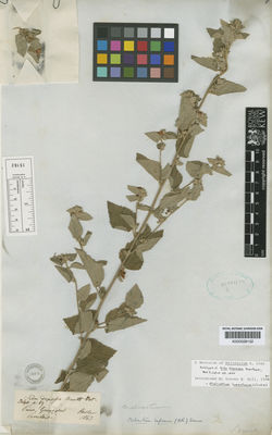 Kew Gardens K000528152:  Sinclair [s.n.] Ecuador