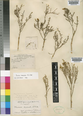Kew Gardens K000431679:  Government Herbarium [6985] South Africa