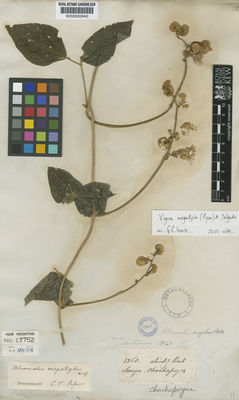 Kew Gardens K000502940:  Mathews [3260] Peru