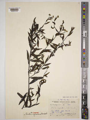 Kew Gardens K000373734:  Hildebrandt, J.M. [3359] Madagascar