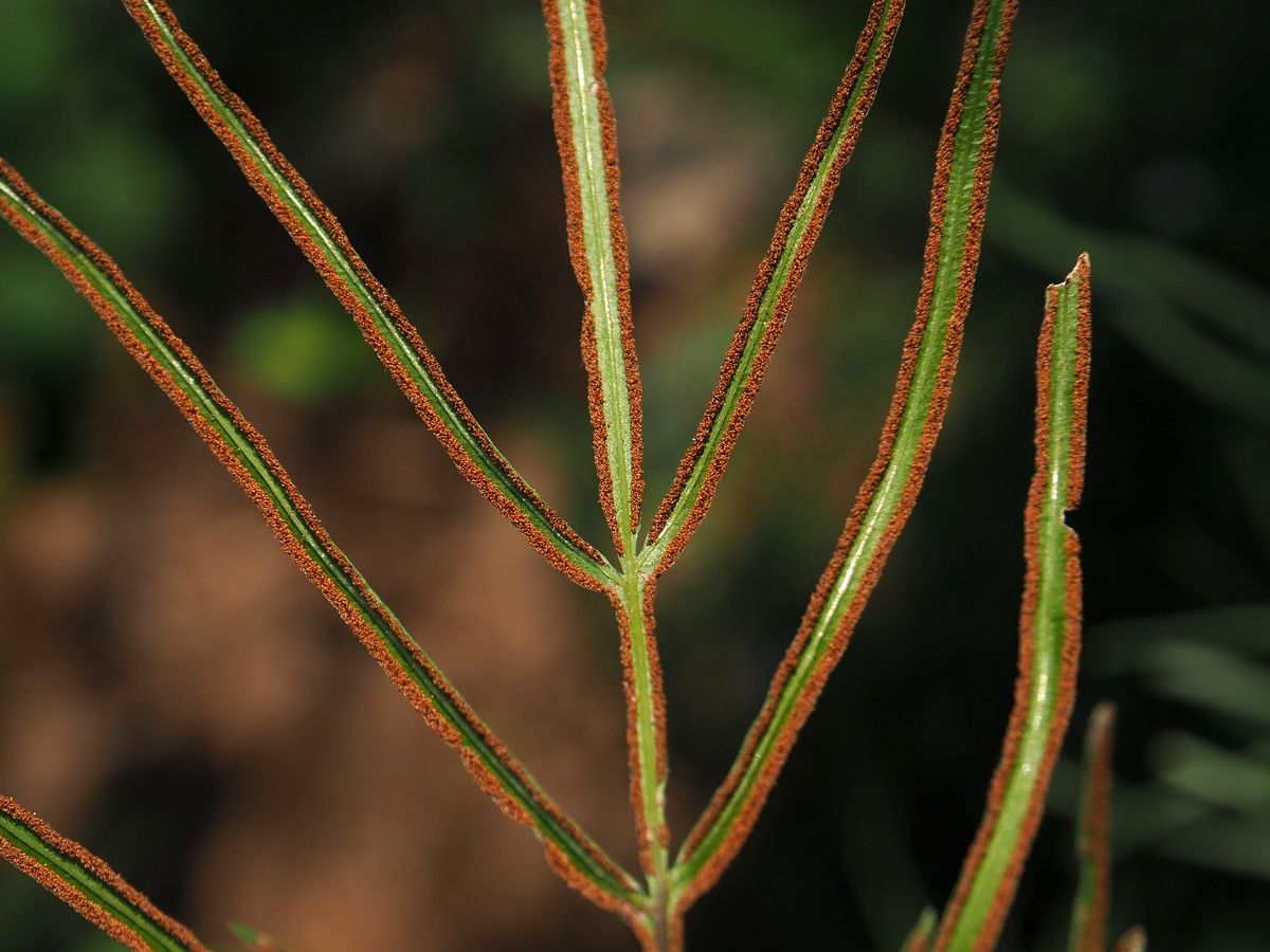 © copyright of the Board of Trustees of the Royal Botanic Gardens, Kew.