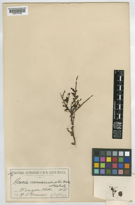 Kew Gardens K000791650:  Morrison, A. [s.n.] Australia