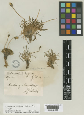 Kew Gardens K000424695:  Gillies, J. [s.n.] Argentina