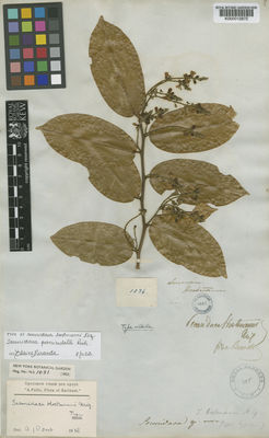 Kew Gardens K000012872:  Hostmann [1086] Suriname