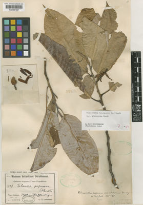 Kew Gardens K000681557:  Ledermann, C. [9509] Papua New Guinea