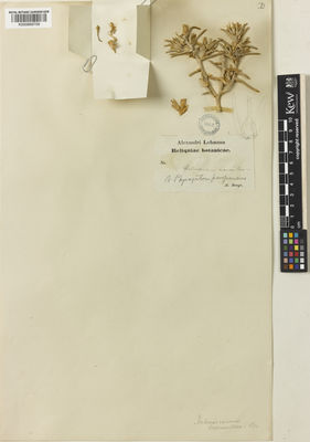 Kew Gardens K000899709:  Bunge, A.A.von [s.n.]