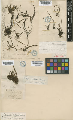 Kew Gardens K000575566:  Hillebrand [s.n.] Hawaii