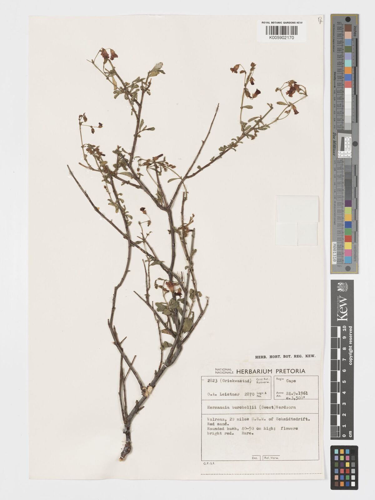 Hermannia burchellii