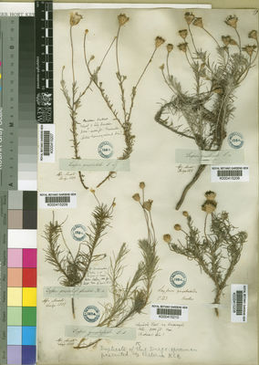 Kew Gardens K000415209:  Drege [s.n.] South Africa