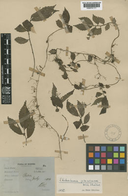 Kew Gardens K000741171:  [illegible] [s.n.] Borneo