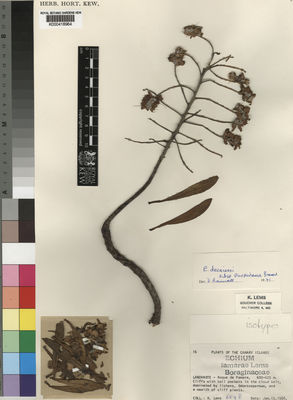 Kew Gardens K000418964:  Lems, K. [6598] Spain