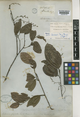 Kew Gardens K000485758:  Seemann [s.n.] Colombia