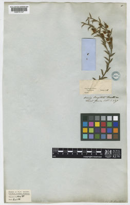 Kew Gardens K000791347:  Hooker [s.n.] Australia