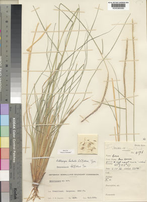 Kew Gardens K000365083:  Gillet, J.B. [4196] Somalia