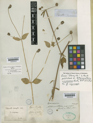 Kew Gardens K000583032:  Seemann [s.n.] Ecuador