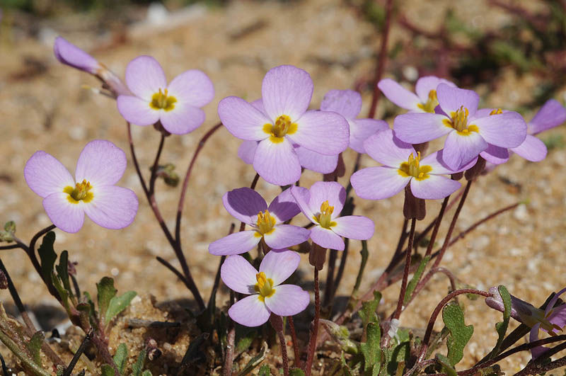 Maresia pulchella (DC.) O.E.Schulz | Plants of the World Online | Kew ...