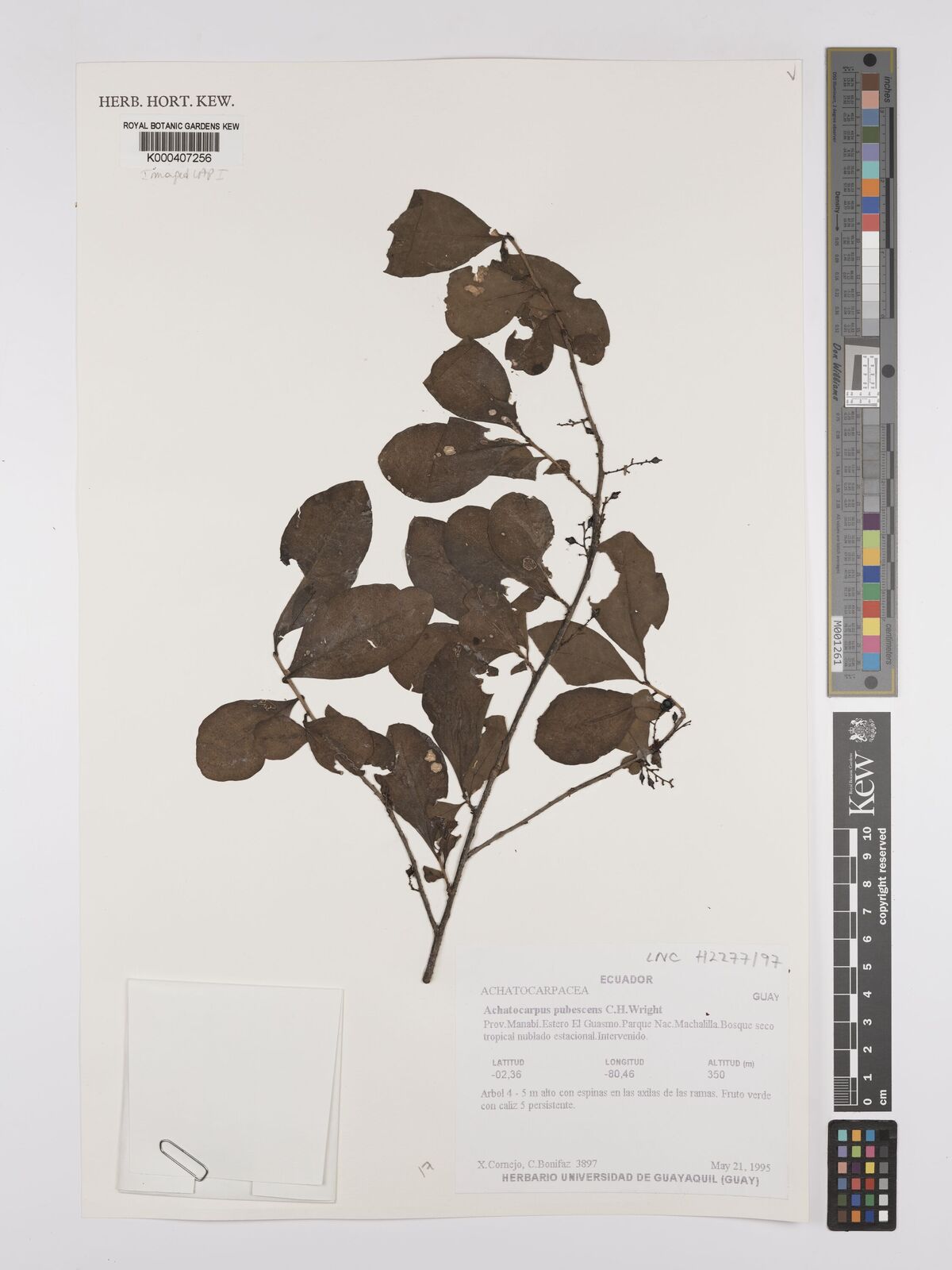 Kew Gardens K000407256:  Cornejo, X.; Bonifaz, C. [3897] Ecuador