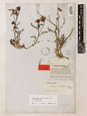 Kew Gardens K000895632:  Kotschy, K.G.T. [252] Syria