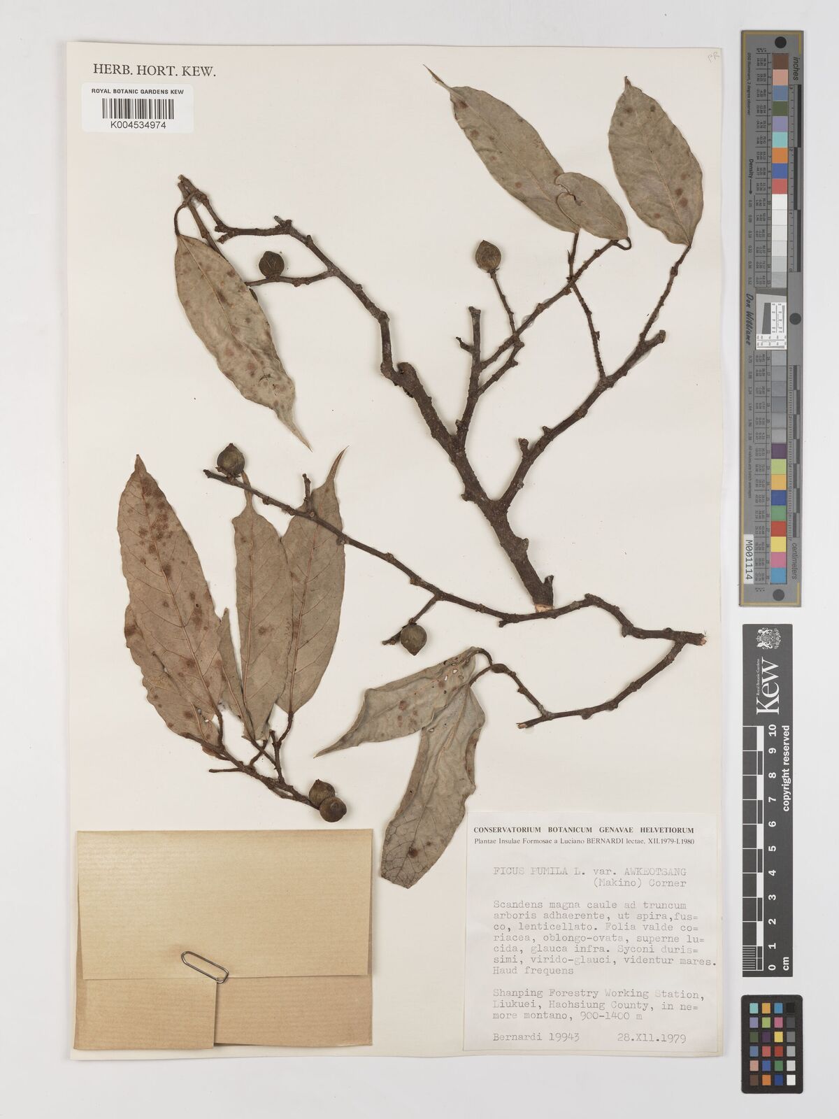 Ficus pumila var. awkeotsang