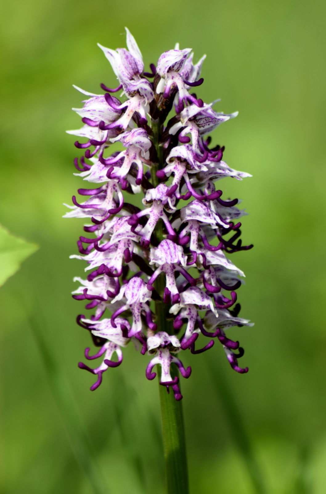 Orchis simia deals