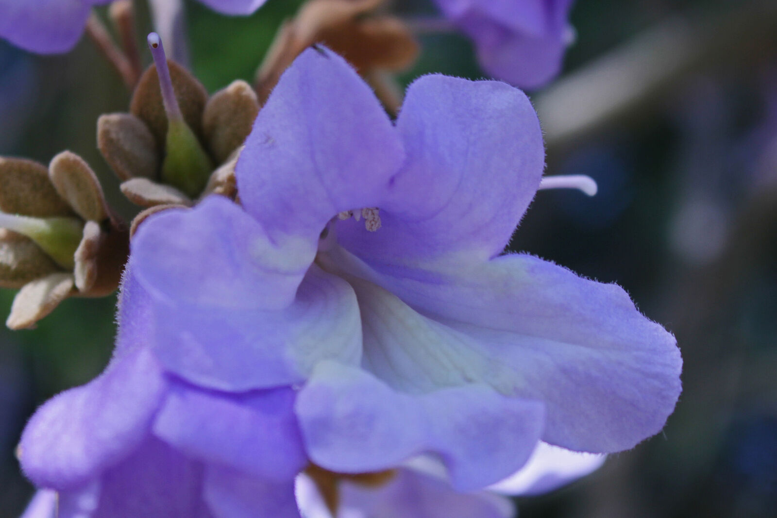 Paulownia fargesii