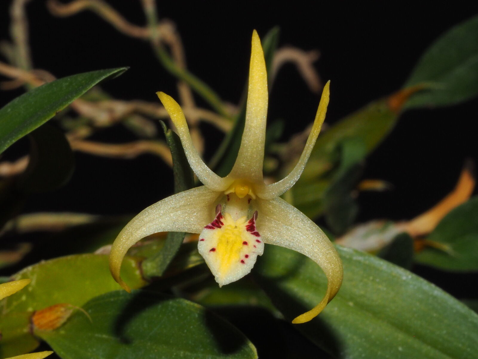 Dendrobium phalangillum