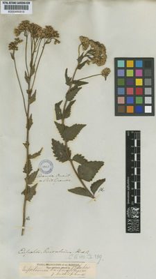 Kew Gardens K000486819:  Tweedie [s.n.] Brazil