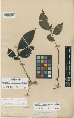 Kew Gardens K000575288:  Clarke, C.B. [26772B] India