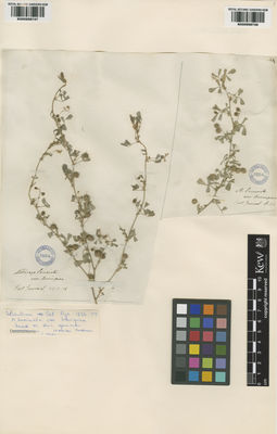 Kew Gardens K000998748:  Delile, A.R. [s.n.] France