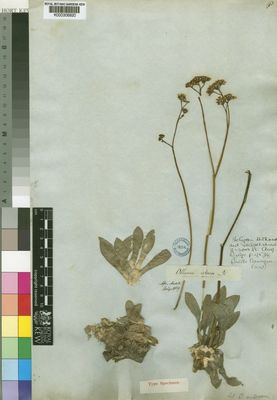 Kew Gardens K000306920:  Drege [s.n.] South Africa