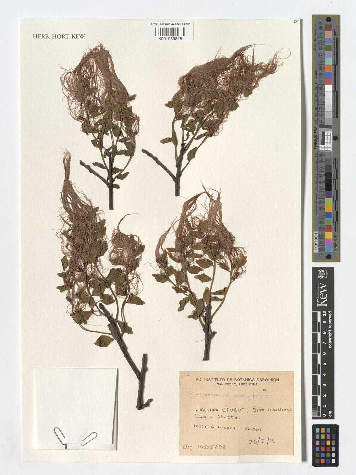 Misodendron oblongifolium