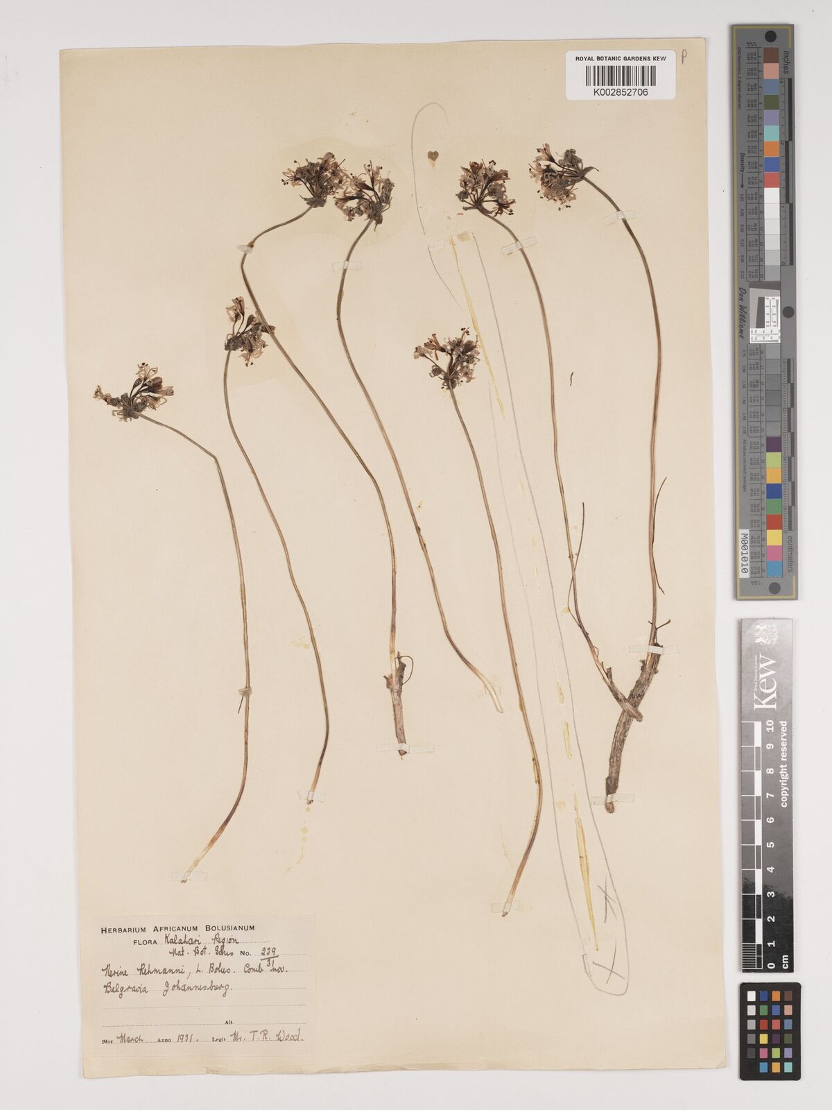 Nerine rehmannii