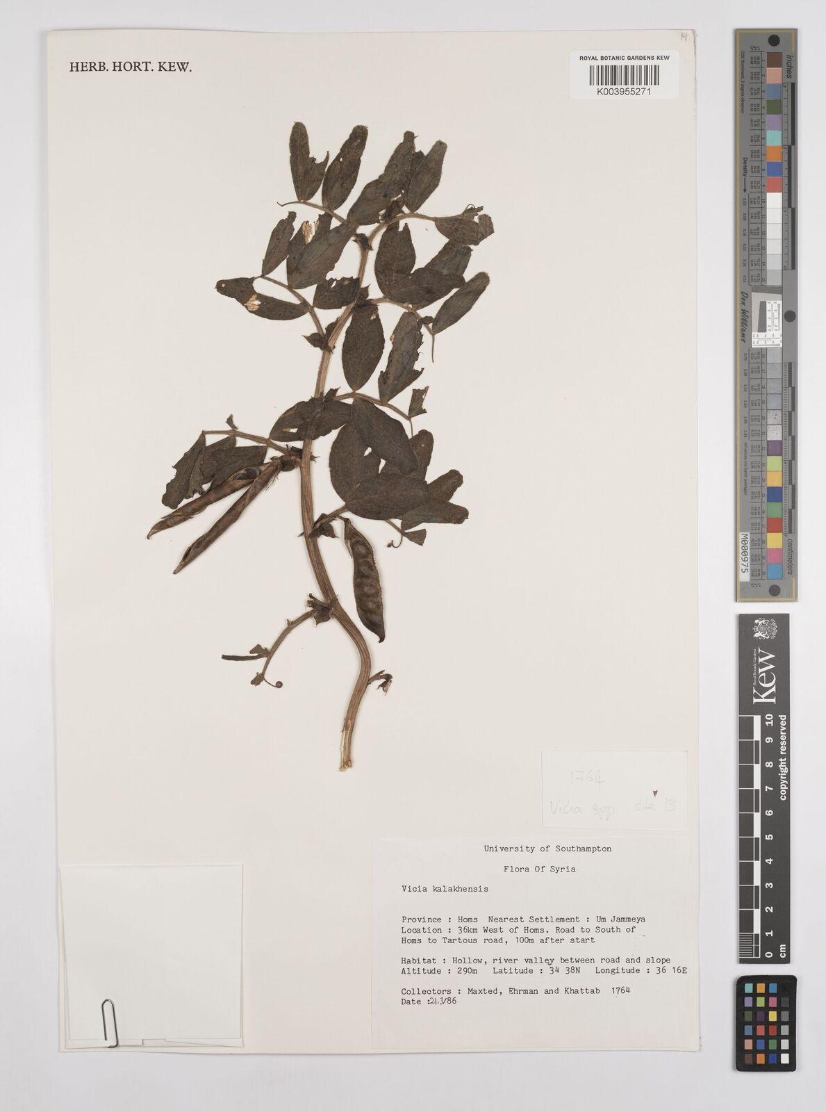 Vicia kalakhensis